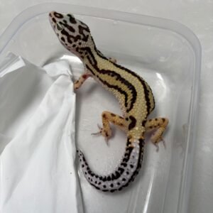L227 Gecko Bold Stripe het Tremper betina nice pattern L227 Gecko Bold Stripe het Tremper betina nice pattern