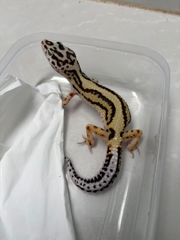 L227 Gecko Bold Stripe het Tremper betina nice pattern