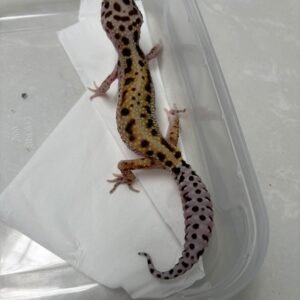 L251 Gecko White & Yellow Stripe ph Radar betina L251 Gecko White & Yellow Stripe ph Radar betina