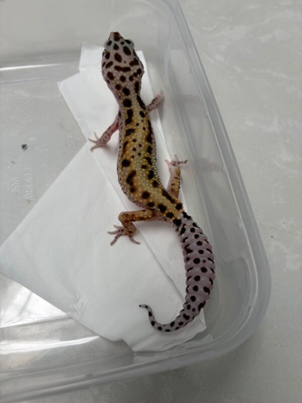 L251 Gecko White & Yellow Stripe ph Radar betina