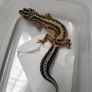 L302 Gecko Bold Stripe ph Tremper betina L302 Gecko Bold Stripe ph Tremper betina
