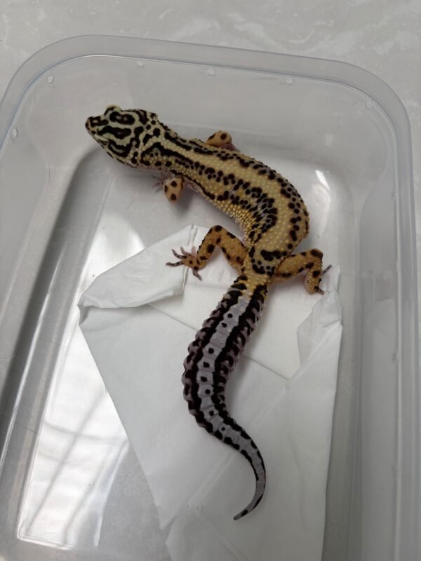 L302 Gecko Bold Stripe ph Tremper betina
