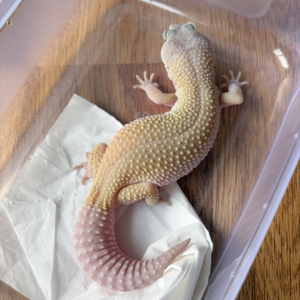 L322 Gecko Cotton Black Night Cross ph RAPTOR betina