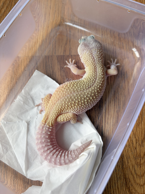 L322 Gecko Cotton Black Night Cross ph RAPTOR betina