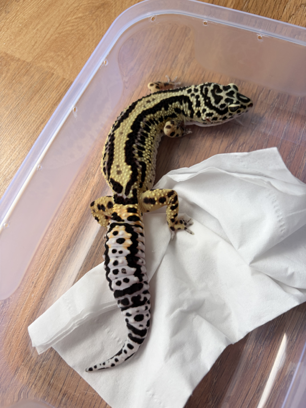 L328 Gecko Bold Stripe ph Tremper betina