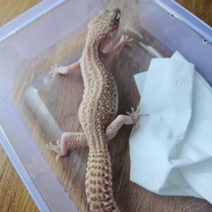 L339 Super RAPTOR Leopard Gecko