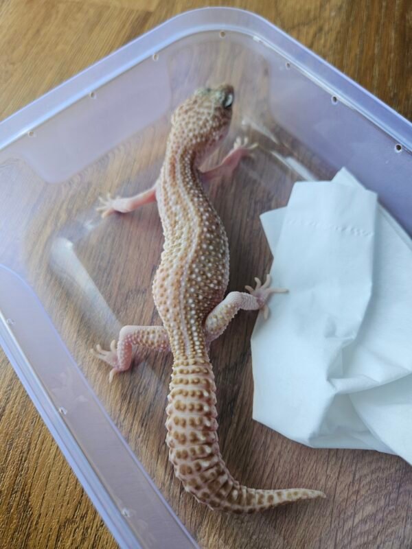 L339 Super RAPTOR Leopard Gecko