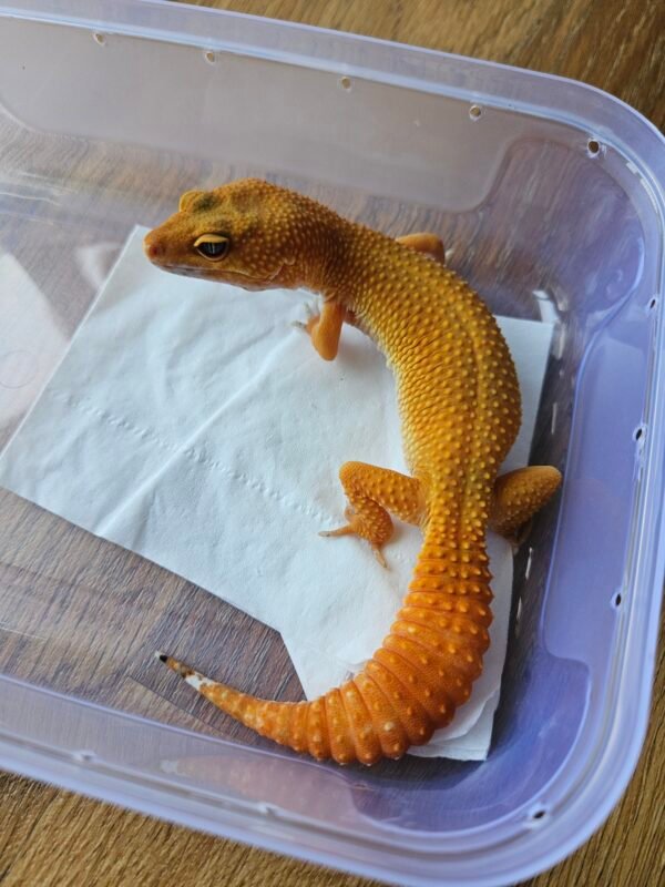 L345 Gecko SHTCTB ph Tremper betina indukan