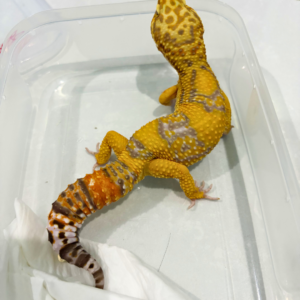 R250186 Giant Tangerine Albino Jantan R250186 Giant Tangerine Albino Jantan