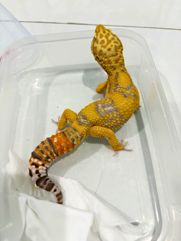 R250186 Giant Tangerine Albino Jantan