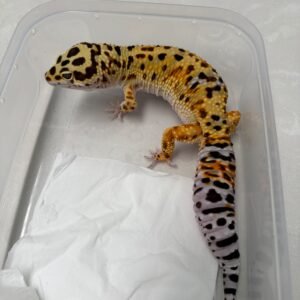 R250276 Gecko Giant Tangerine poss Super Giant het Tremper jantan R250276 Gecko Giant Tangerine poss Super Giant het Tremper jantan