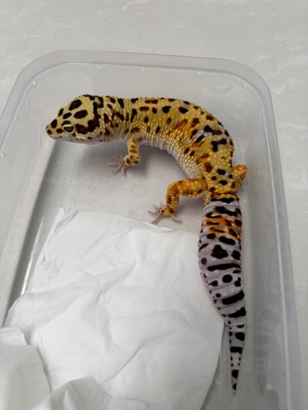 R250276 Gecko Giant Tangerine poss Super Giant het Tremper jantan
