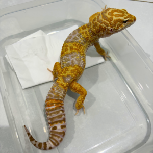 R250286 Giant Tremper Lavender het RAPTOR Jantan Giant Tremper Lavender het RAPTOR - Jantan - R250286