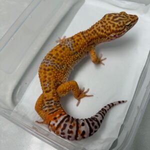 R250452 Gecko Giant Tangerine Albio ph RAPTOR jantan R250452 Gecko Giant Tangerine Albio ph RAPTOR jantan