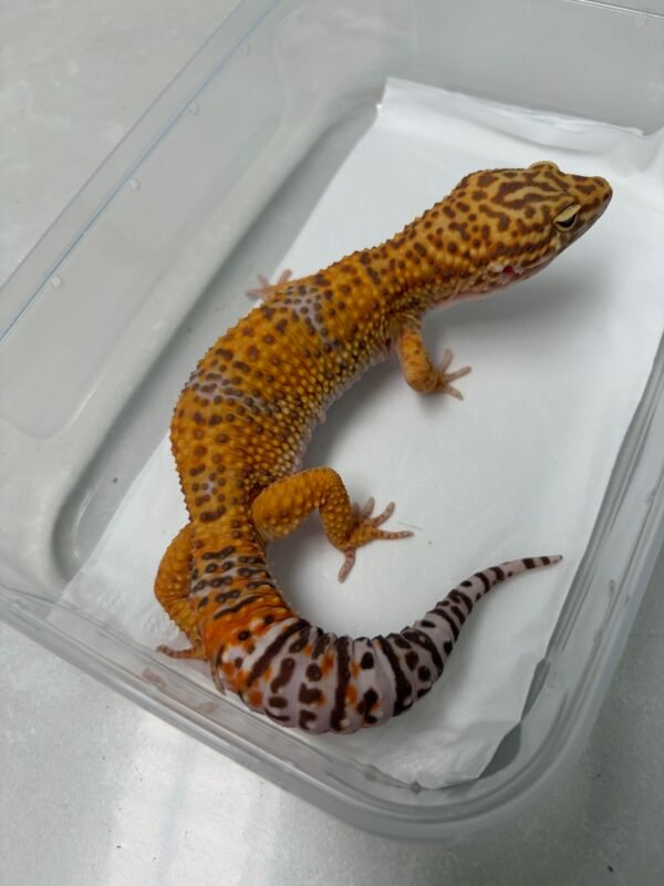 R250452 Gecko Giant Tangerine Albio ph RAPTOR jantan R250452 Gecko Giant Tangerine Albio ph RAPTOR jantan