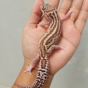 R250779 Gecko Mack Snow RAPTOR Bold Stripe Black Night Cross betina