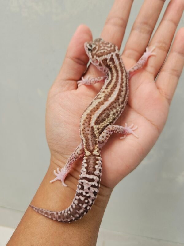 R250779 Gecko Mack Snow RAPTOR Bold Stripe Black Night Cross betina