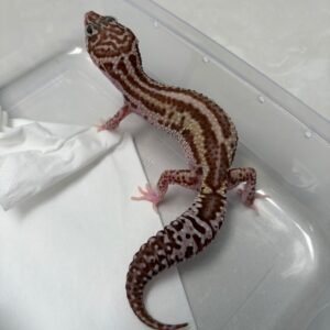 R250779 Gecko Mack Snow RAPTOR Bold Stripe betina rare R250779 Gecko Mack Snow RAPTOR Bold Stripe betina rare