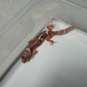 R260051 Gecko Mack Snow Bell Black Night Cross incub betina R260051 Gecko Mack Snow Bell Black Night Cross incub betina