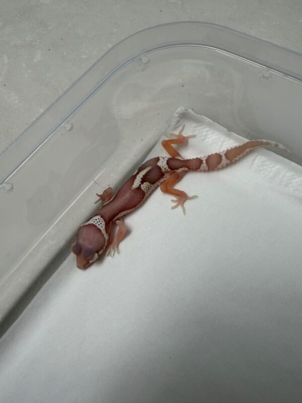R260051 Gecko Mack Snow Bell Black Night Cross incub betina
