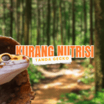Ciri ciri Leopard Gecko Kurang Nutrisi