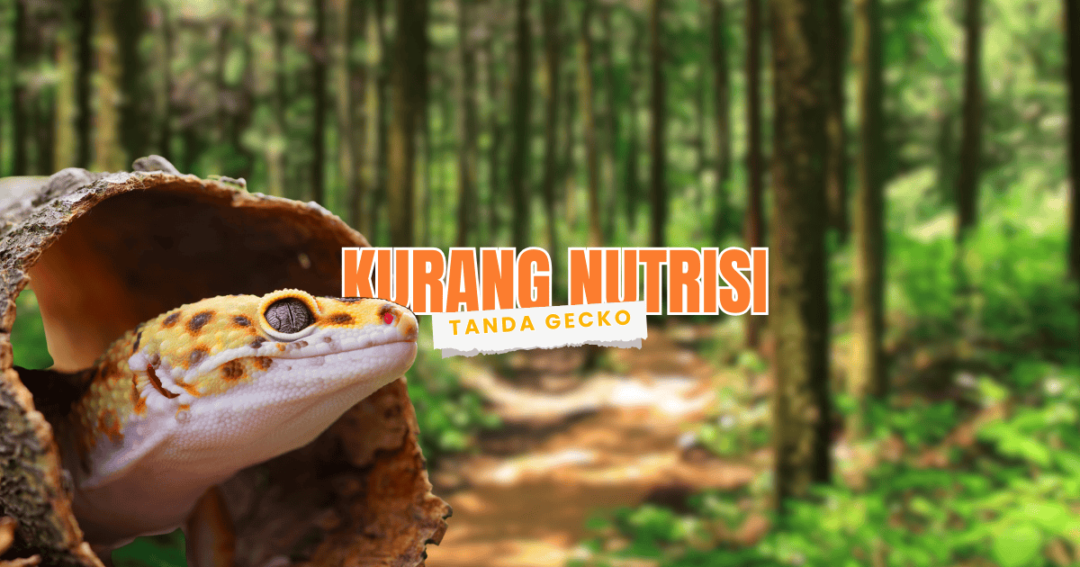 Ciri ciri Leopard Gecko Kurang Nutrisi
