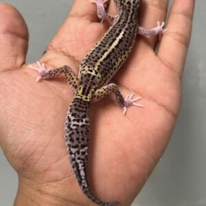 Black Night Mack Snow Eclipse - Betina - B261211 - BAHAN PANDA