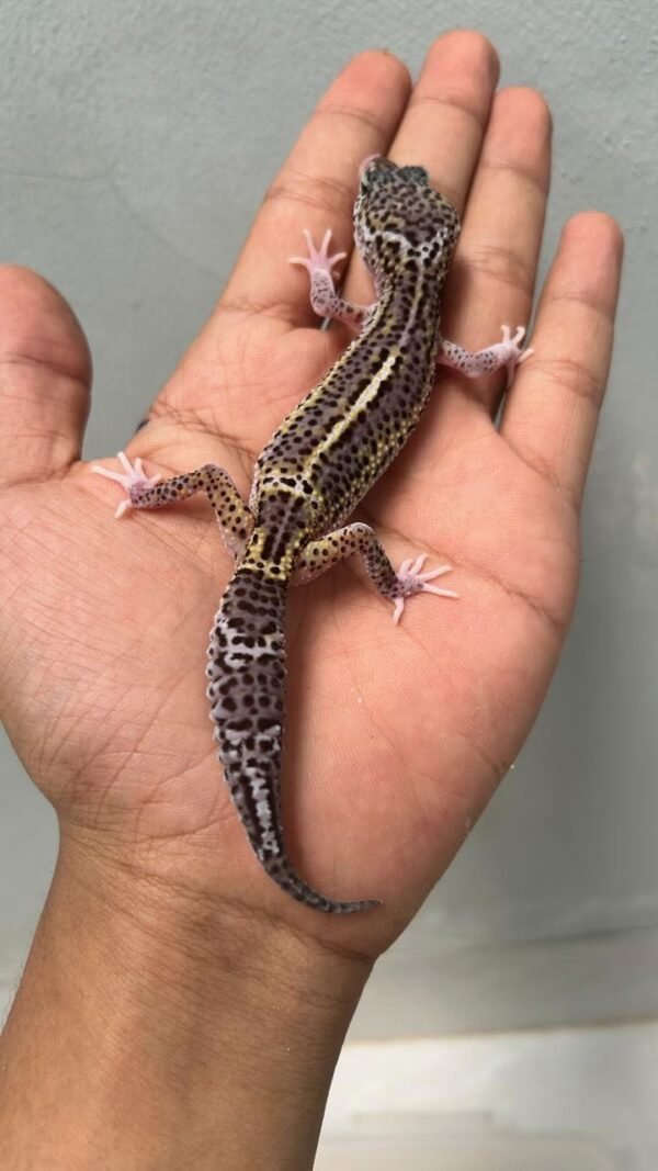 Black Night Mack Snow Eclipse - Betina - B261211 - BAHAN PANDA