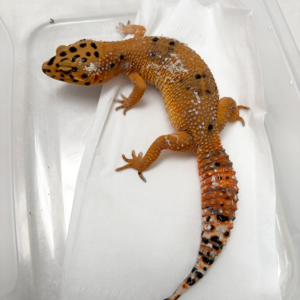B250461 Gecko Baldy Spot het Tremper betina B250461 Gecko Baldy Spot het Tremper betina
