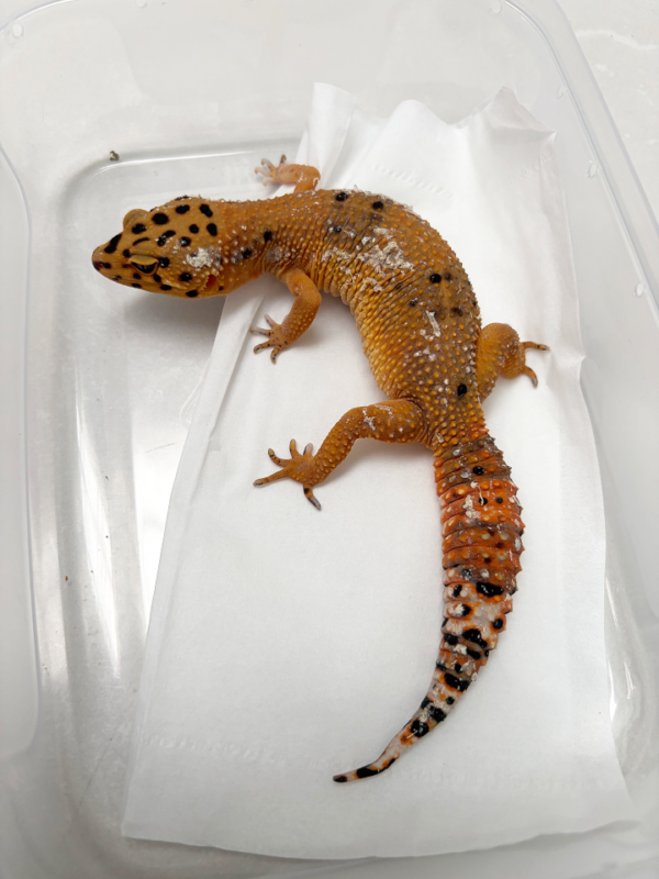 B250461 Gecko Baldy Spot het Tremper betina