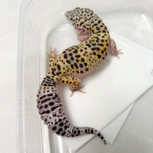 B250486 Gecko White & Yellow Mack Snow B250486 Gecko White & Yellow Mack Snow