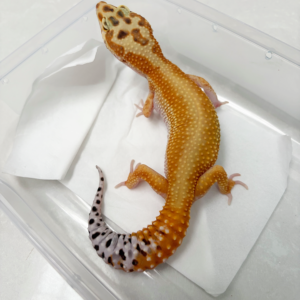 B250503 Gecko Red Stripe het Tremper betina B250503 Gecko Red Stripe het Tremper betina