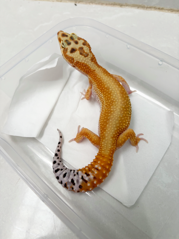 B250503 Gecko Red Stripe het Tremper betina