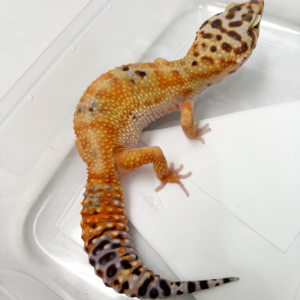B250508 Gecko Emerine CT ph Tremper betina B250508 Gecko Emerine CT ph Tremper betina
