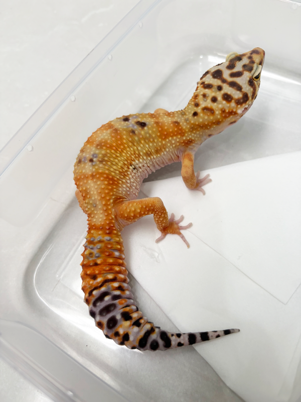 B250508 Gecko Emerine CT ph Tremper betina
