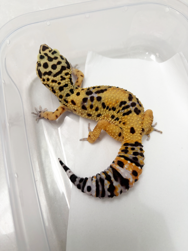B250512 Gecko Tangerine het Tremper betina