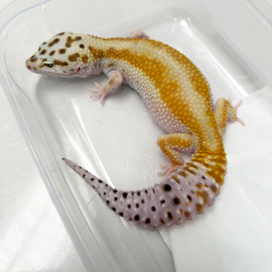 B250530 Gecko Giant Emerine Red Stripe betina B250530 Gecko Giant Emerine Red Stripe betina