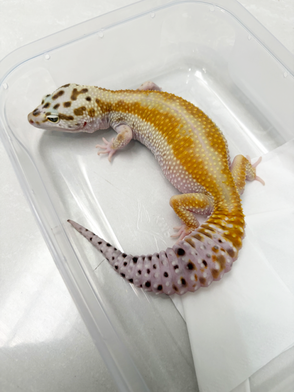 B250530 Gecko Giant Emerine Red Stripe betina