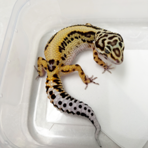 B250769 Gecko Bold Stripe ph Tremper betina B250769 Gecko Bold Stripe ph Tremper betina