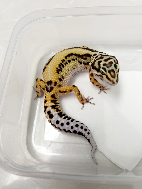 B250769 Gecko Bold Stripe ph Tremper betina