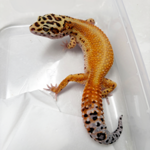 B251298 Gecko Red Stripe het Eclipse ph Tremper