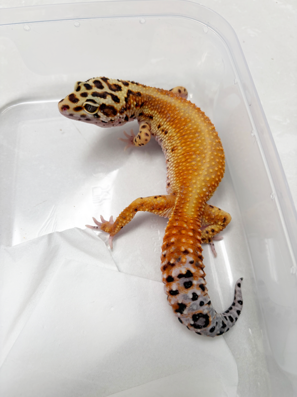 B251298 Gecko Red Stripe het Eclipse ph Tremper