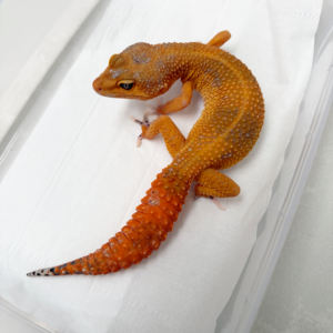 B251303 Gecko Dark SHTCTB ph Tremper betina