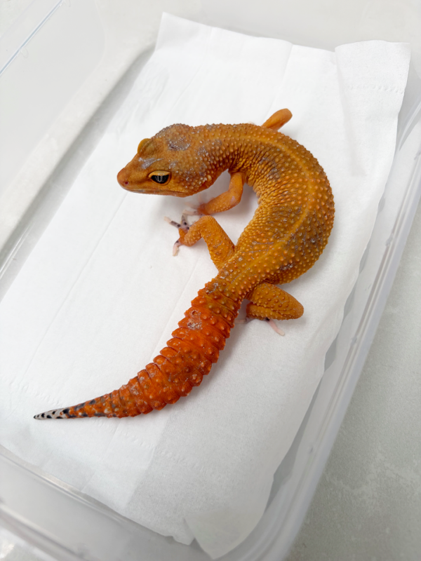 B251303 Gecko Dark SHTCTB ph Tremper betina