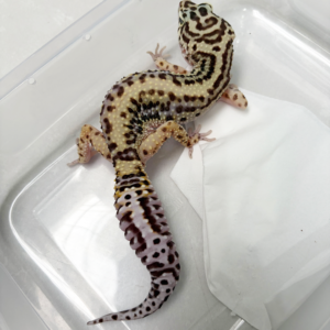 B251516 Gecko Bold Stripe ph Tremper betina B251516 Gecko Bold Stripe ph Tremper betina