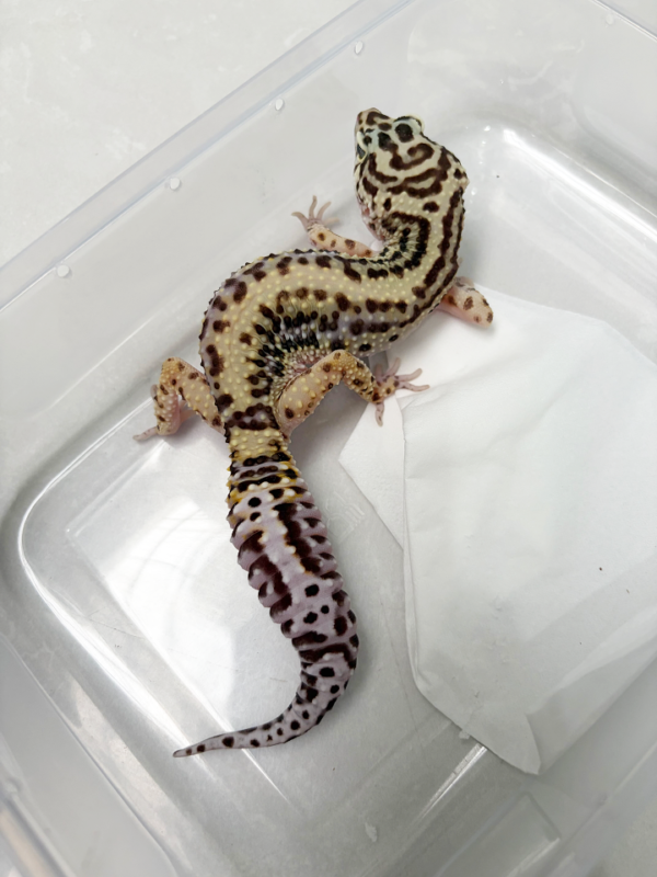 B251516 Gecko Bold Stripe ph Tremper betina