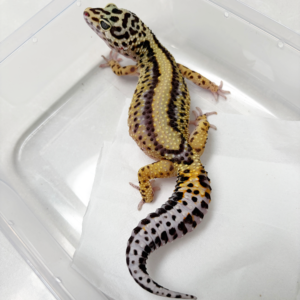 B251865 Gecko Bold Stripe betina ovulasi