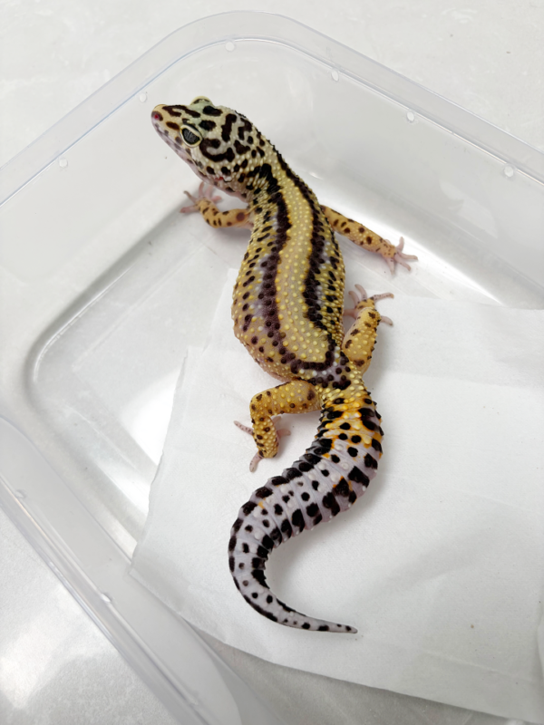 B251865 Gecko Bold Stripe betina ovulasi