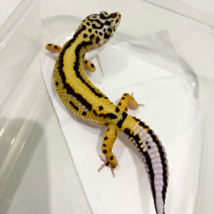 B260186 Gecko Bold Stripe het Tremper betina