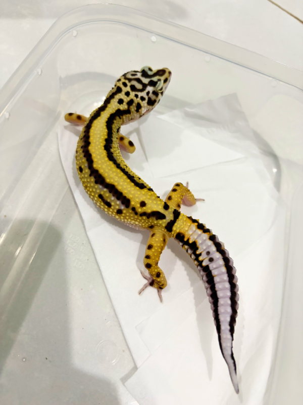 B260186 Gecko Bold Stripe het Tremper betina